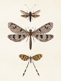 Juliste vintage 'Hyönteiset' 18*24cm