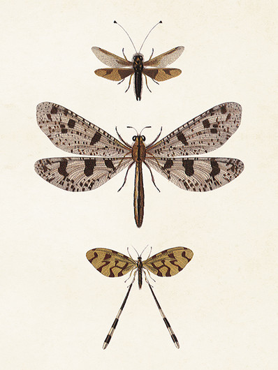 Julistekortti vintage 'Hyönteiset' 18*24cm