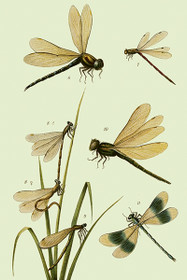 Postikortti vintage 'Korento 1'