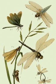 Postikortti vintage 'Korento 2'