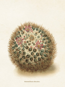 Juliste vintage 'Kaktus' 18*24cm