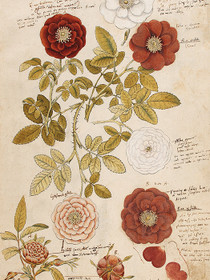 Juliste vintage 'Ruusut' 18*24cm