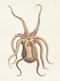 Juliste vintage 'Mustekala' 18*24cm