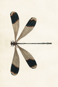 Postikortti vintage 'Sudenkorento'