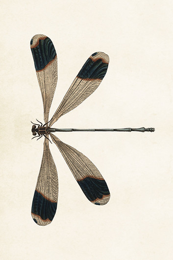 Postikortti vintage 'Sudenkorento'