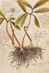 Postikortti vintage 'Kukka 5'