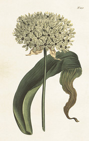 Pakettikortti vintage Pallolaukka