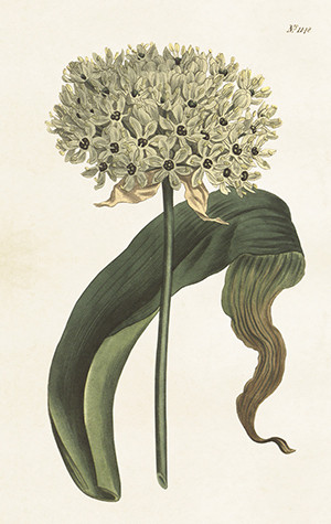 Pakettikortti vintage Pallolaukka