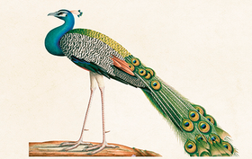 Pakettikortti vintage 'Riikinkukko'