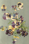 Postikortti vintage 'Orvokki'