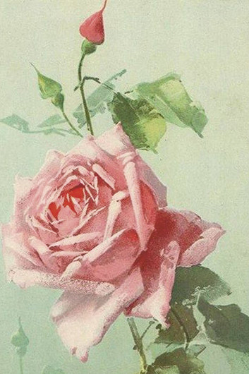 Postikortti vintage 'Ruusu'