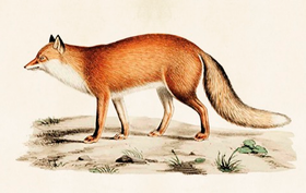 Pakettikortti vintage 'Kettu'