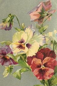 Postikortti vintage 'Orvokit'