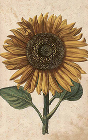 Pakettikortti vintage 'Auringonkukka 1'