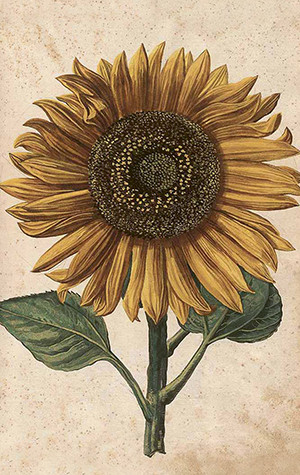 Pakettikortti vintage 'Auringonkukka 1'