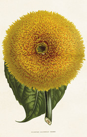 Pakettikortti vintage 'Auringonkukka 2'