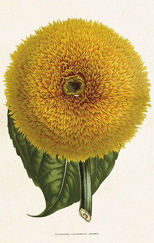 Pakettikortti vintage 'Auringonkukka 2'