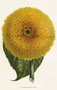 Pakettikortti vintage 'Auringonkukka 2'