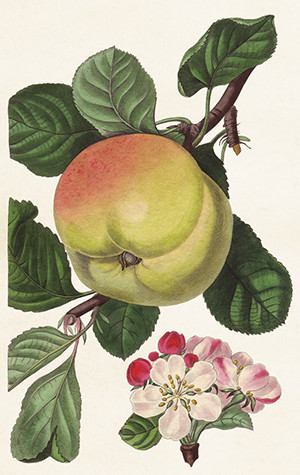 Pakettikortti vintage 'Omenapuu'