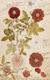 Pakettikortti vintage 'Ruusut'