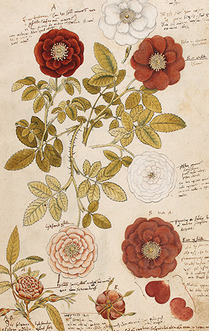 Pakettikortti vintage 'Ruusut'