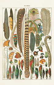 Pakettikortti vintage 'Sulkia ja lintuja'