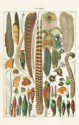 Pakettikortti vintage 'Sulkia ja lintuja'