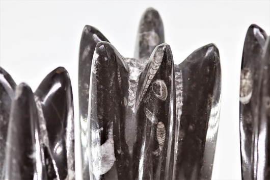 Orthocera Fossiili 'Veistos' 1500-1650g/20cm