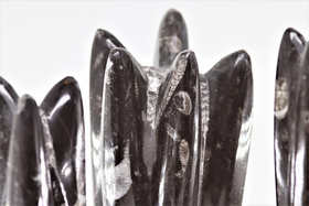 Orthocera Fossiili 'Veistos' 1450g/25cm