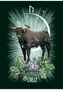 The Witch's Familiar Runic Oracle Cards by Athene Noctua