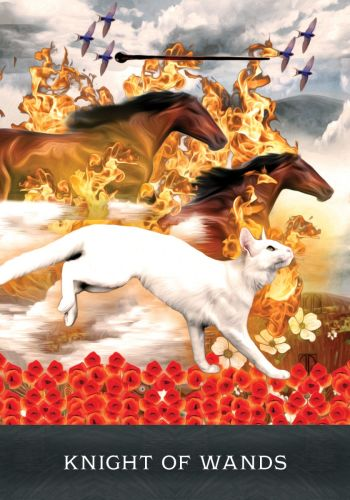 Tarot korttipakka 'Curious Cats'