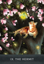 Tarot korttipakka 'Curious Cats'