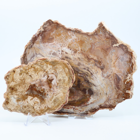 Kivettynyt puu liuska 'Uniikki Madagaskar' 168g