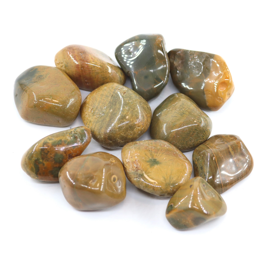 Valtamerijaspis 'Olive Green' 30-40mm