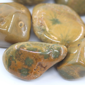 Valtamerijaspis 'Olive Green' 30-35mm