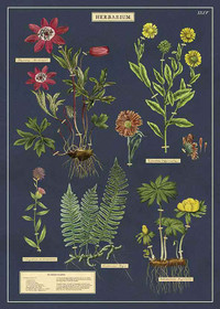 Juliste 'Cavallini - Herbarium' 50*70cm