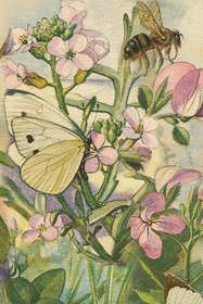 Postikortti vintage 'Pörriäiset kukassa'