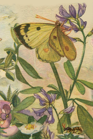 Postikortti vintage 'Perhonen kukassa'