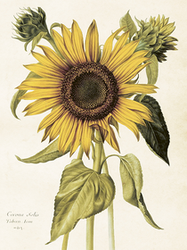 Juliste vintage 'Auringonkukka' 18*24cm