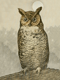 Juliste vintage 'Huuhkaja' 18*24cm