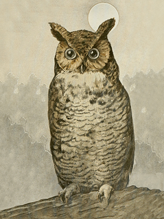 Juliste vintage 'Huuhkaja' 18*24cm