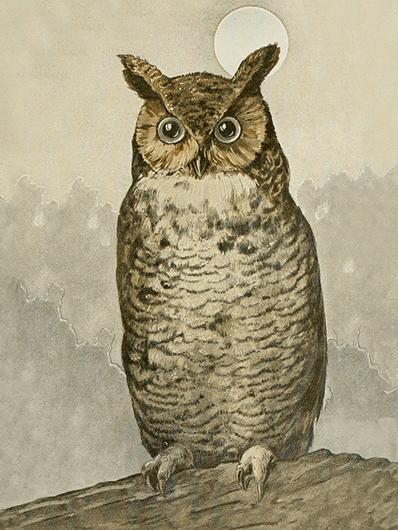 Julistekortti vintage 'Huuhkaja' 18*24cm