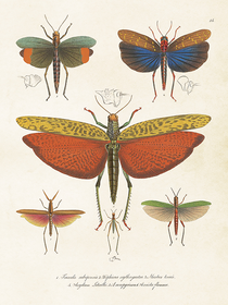 Juliste vintage 'Hyönteiset 2' 18*24cm