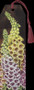 Kirjanmerkki Vintage 'Sormustinkukka' 