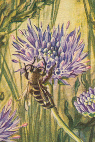 Postikortti vintage 'Ruiskaunokki ja mehiläinen'