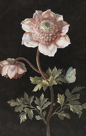 Pakettikortti vintage 'Anemone'