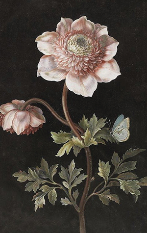 Pakettikortti vintage 'Anemone'