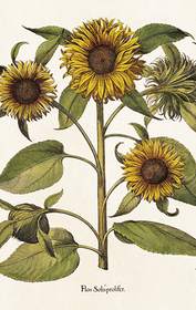 Pakettikortti vintage 'Auringonkukka 3'