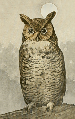 Pakettikortti vintage 'Huuhkaja'