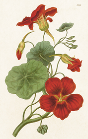 Pakettikortti vintage 'Krassi'